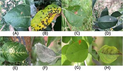 YOLO-ACT: an adaptive cross-layer integration method for apple leaf disease detection